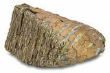 Fossil Woolly Mammoth Upper Molar - Siberia #292765-2